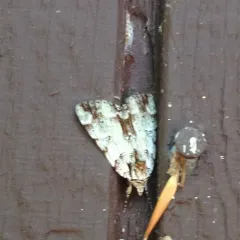 Praeclara Underwing Moth thumbnail 2