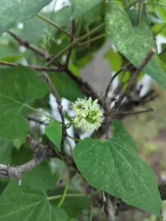 honey-vine climbing milkweed thumbnail 3