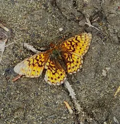 Bog Fritillary thumbnail 2