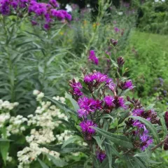 Tall Ironweed thumbnail 1