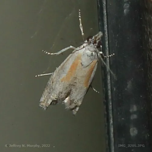 Eucosma pallidarcis