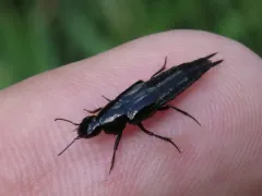 Anaquedius vernix thumbnail 4