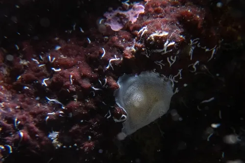Bathypera feminalba