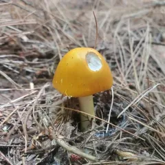 Peck's Yellow Dust Amanita thumbnail 5