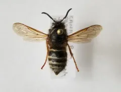 Arctic Yellowjacket thumbnail 4
