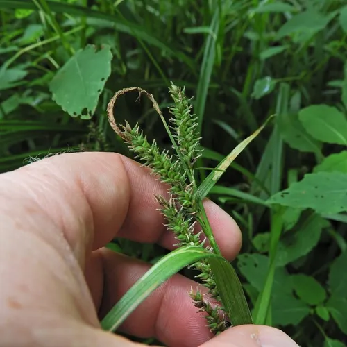 eastern rough sedge
