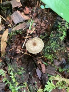 Entoloma watsonii thumbnail 4