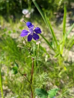 Forking Larkspur thumbnail 3