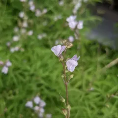 Pale Toadflax thumbnail 4