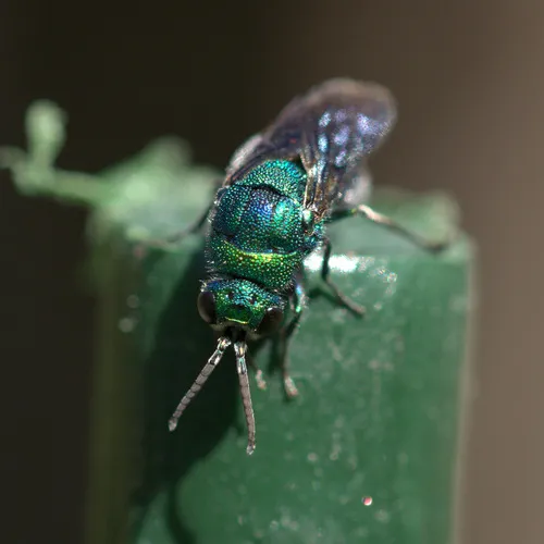 Chrysis angolensis