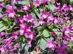 Sacramento Waxydogbane thumbnail 3
