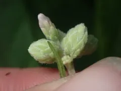 Anthodiplosis eutrochii thumbnail 4