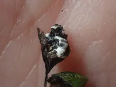 Galeopsomyia haemon thumbnail 3