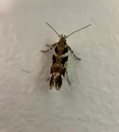 Pink-washed Aristotelia Moth thumbnail 4