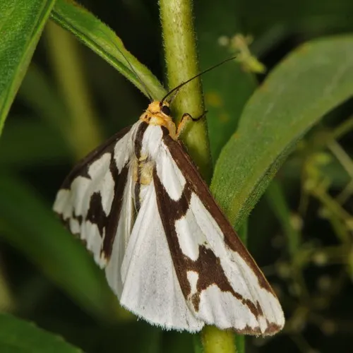 Leconte's Haploa Moth