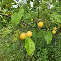 American plum thumbnail 3