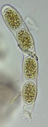 Cylindrocapsa geminella