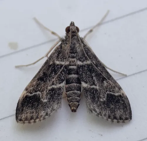 European Pepper Moth