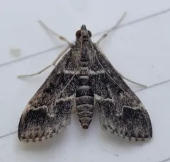 European Pepper Moth thumbnail 1
