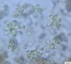 Actidesmium hookeri thumbnail 2