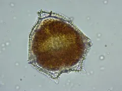 Peridinium limbatum thumbnail 2