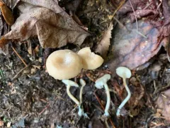 Pseudolaccaria fellea thumbnail 4