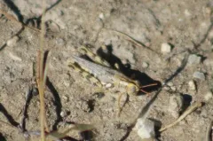 Narrow-winged Saltbush Grasshopper thumbnail 2