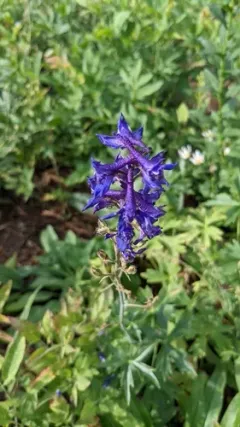 Subalpine Larkspur thumbnail 2