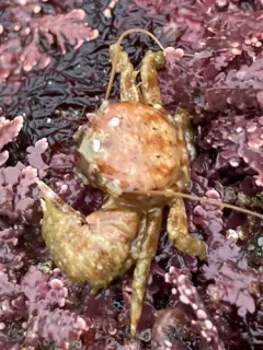 pubescent porcelain crab thumbnail 2
