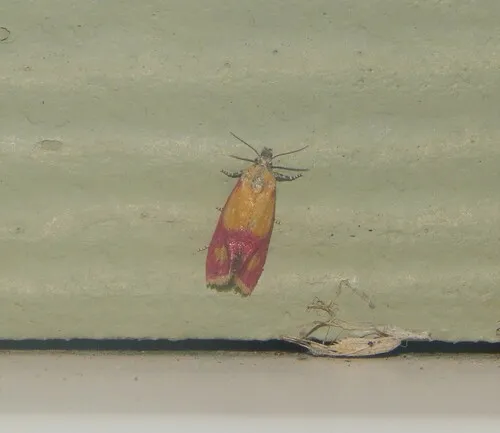 Primrose Cochylid Moth