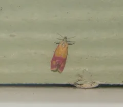 Primrose Cochylid Moth thumbnail 1