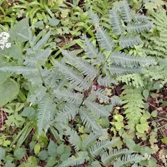 Goldie's wood fern thumbnail 4