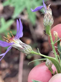 elegant aster thumbnail 1
