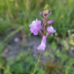 Annual Toadflax thumbnail 2