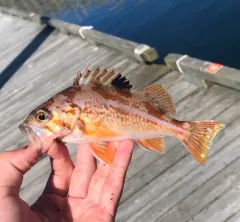 Canary Rockfish thumbnail 2