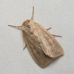 Unarmed Wainscot thumbnail 4
