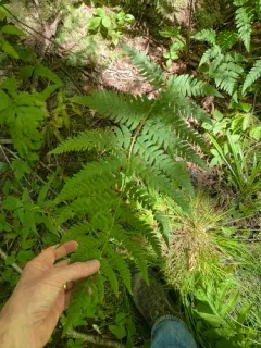 log fern thumbnail 2