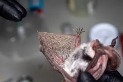 Spotted Bat thumbnail 3