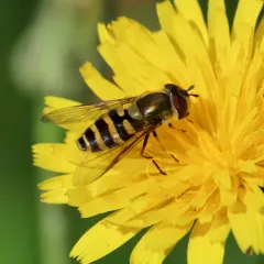 Hairy-eyed Flower Fly thumbnail 4