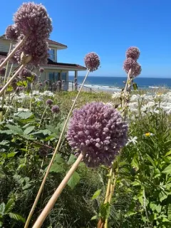 Wild Leek thumbnail 3