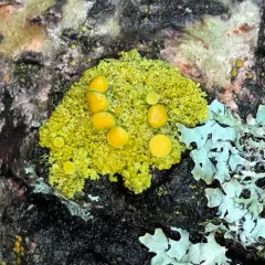 Poplar Sunburst Lichen thumbnail 4