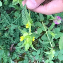 Little Yellow Rattle thumbnail 4