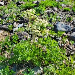 Gray's Lovage thumbnail 3