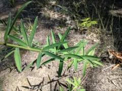 sessileleaf ticktrefoil thumbnail 3