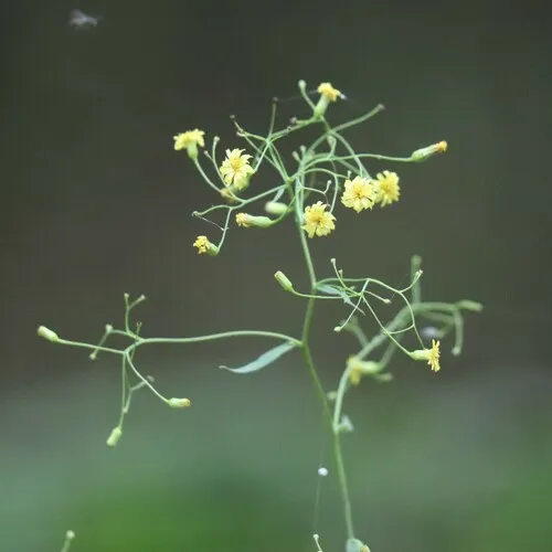 Panicled Hawkweed