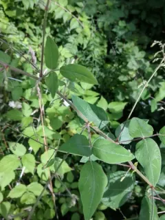 hoary tick-trefoil thumbnail 4
