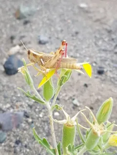 Striped Sand Grasshopper thumbnail 4