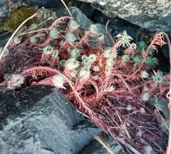 Rock Stonecrop thumbnail 4