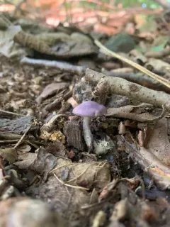 Violet Domecap thumbnail 3