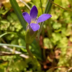 Hiker's Gentian thumbnail 3
